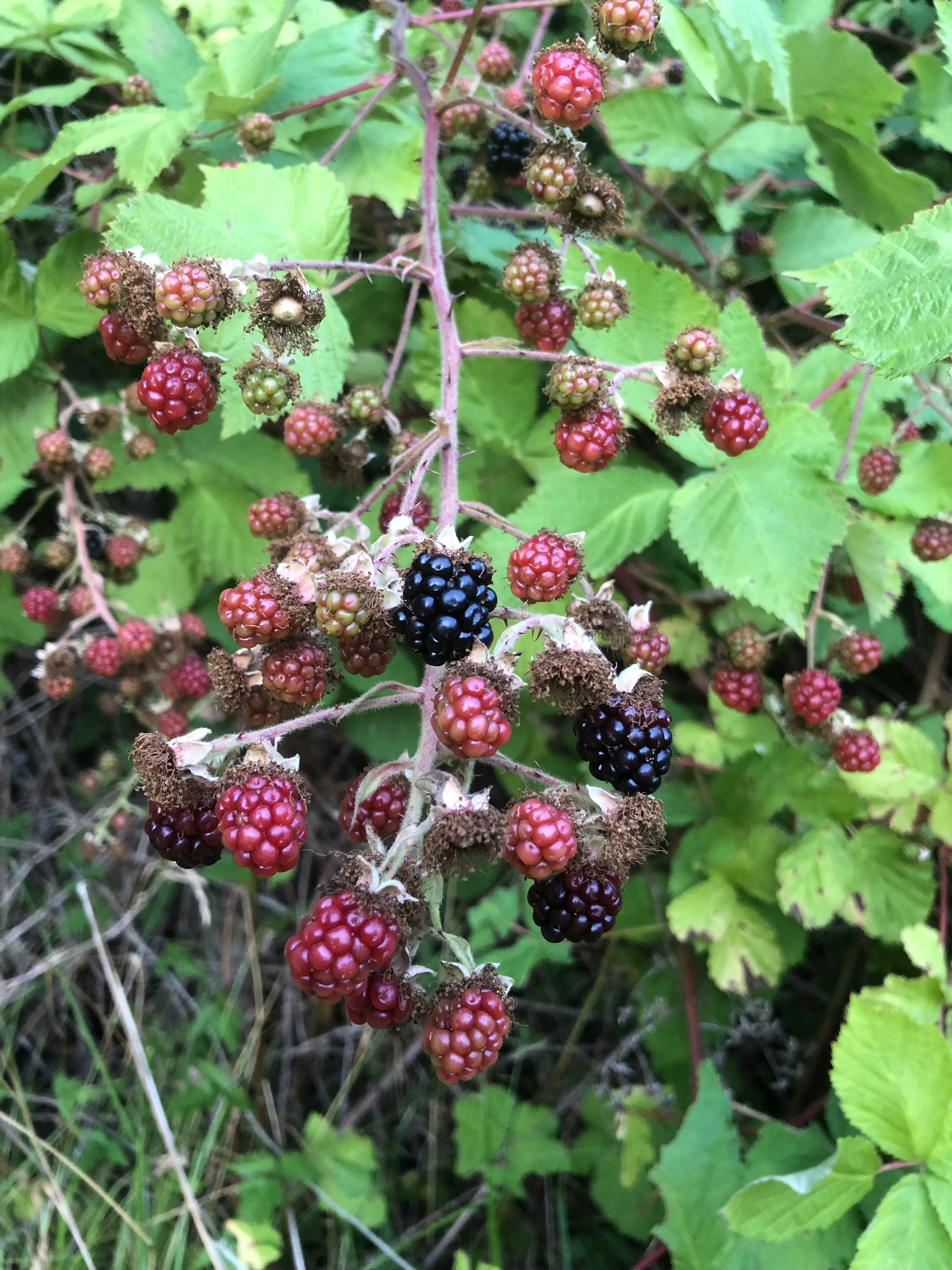 Berry Picking