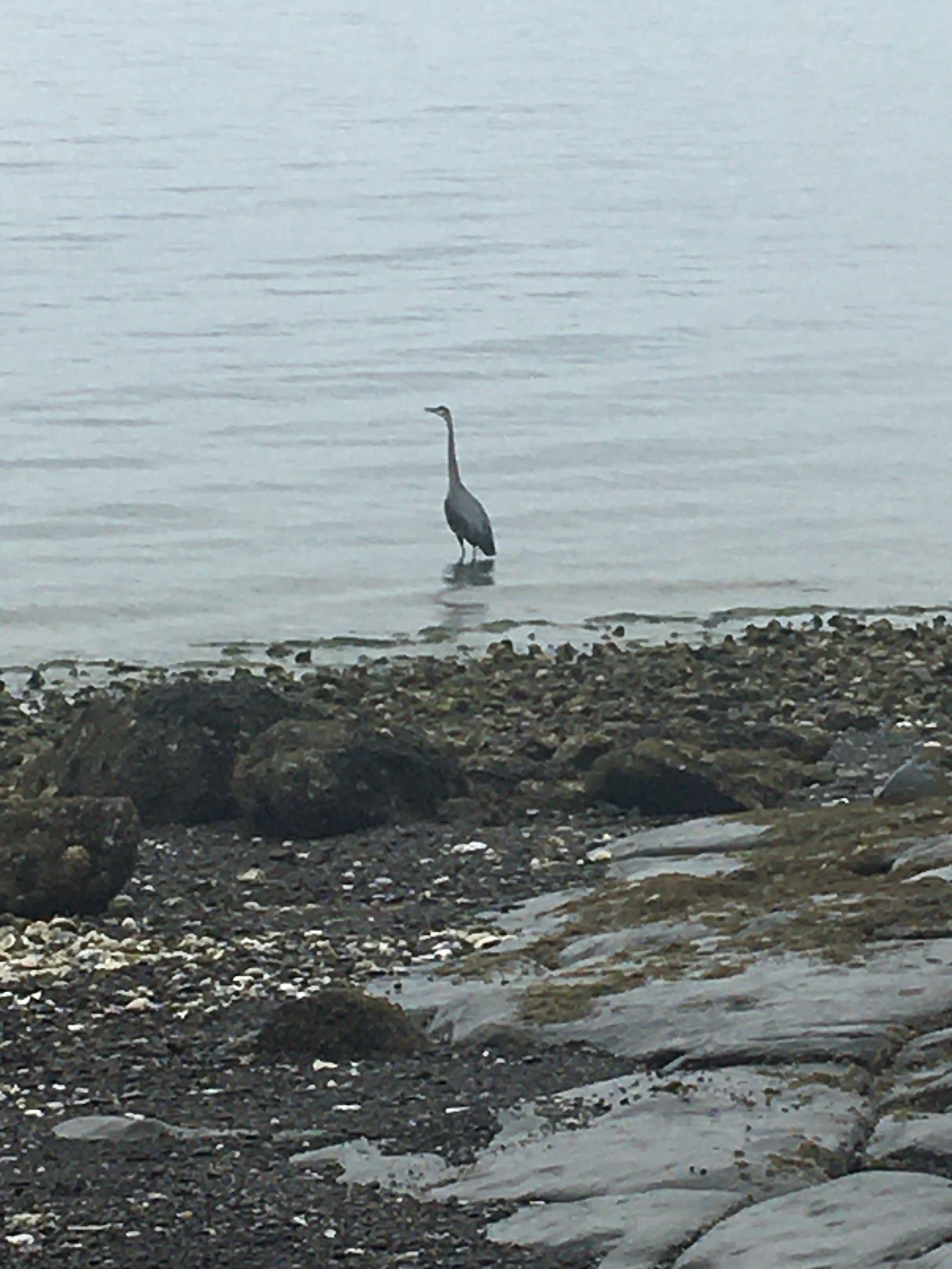 Elemental Collection